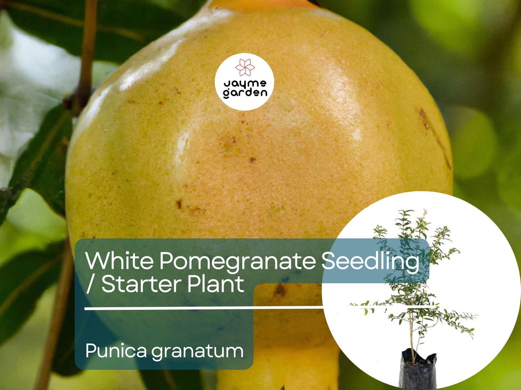 White Pomegranate Starter Plant (Punica granatum) - Live Fruit Tree 1′-2′ Tall - Unique, Sweet Pomegranate for Garden & Orchard