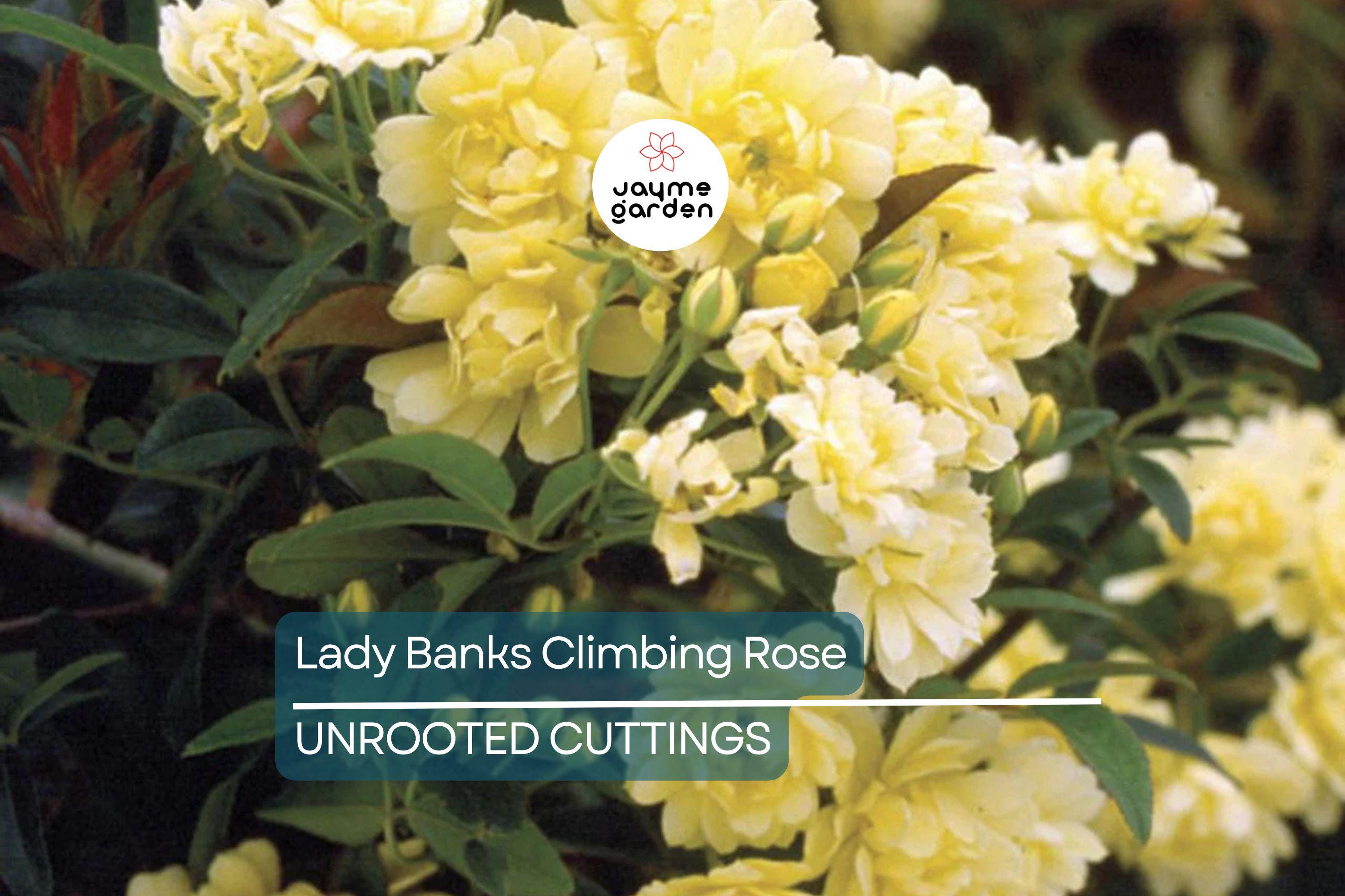 Lady Banks Climbing Rose Cuttings (4) | Thornless, Soft Yellow Blooms | Organic & USA Grown |