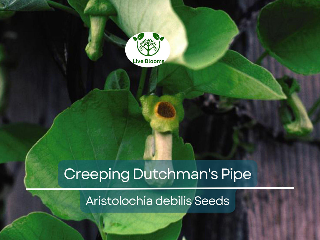 20 Creeping Dutchman's Pipe Vine Seeds (Aristolochia debilis) Fast Growing Perennial, Butterfly & Hummingbird Friendly