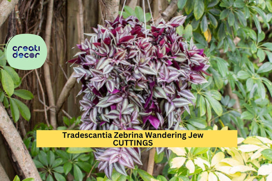 5 Tradescantia Zebrina Cuttings | Wandering Jew Plant Starter | Variegated Indoor Vine | Easy Houseplant | Cold Sensitive