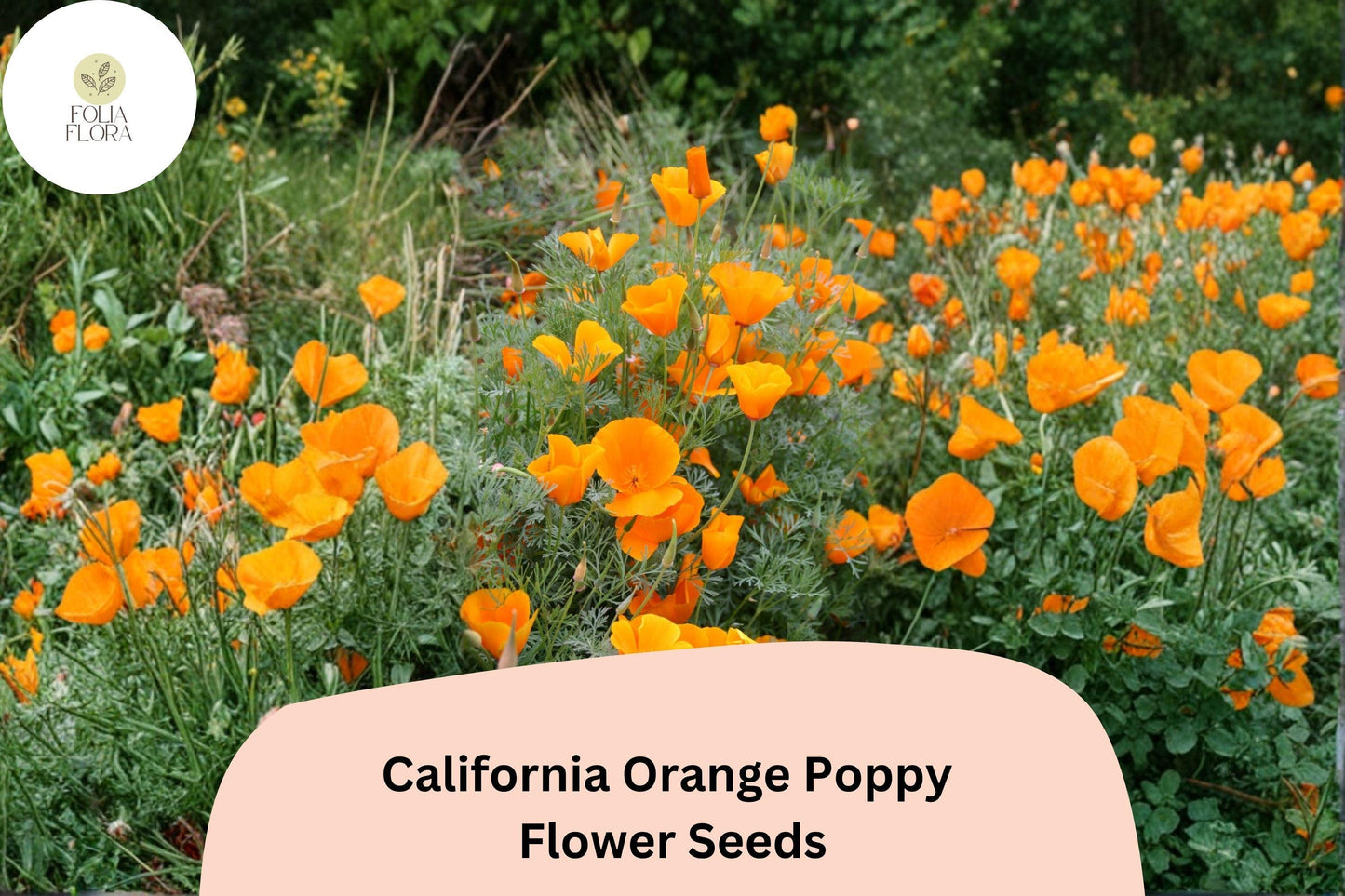 200+ California Orange Poppy Seeds for Garden Planting - Vibrant Wildflowers
