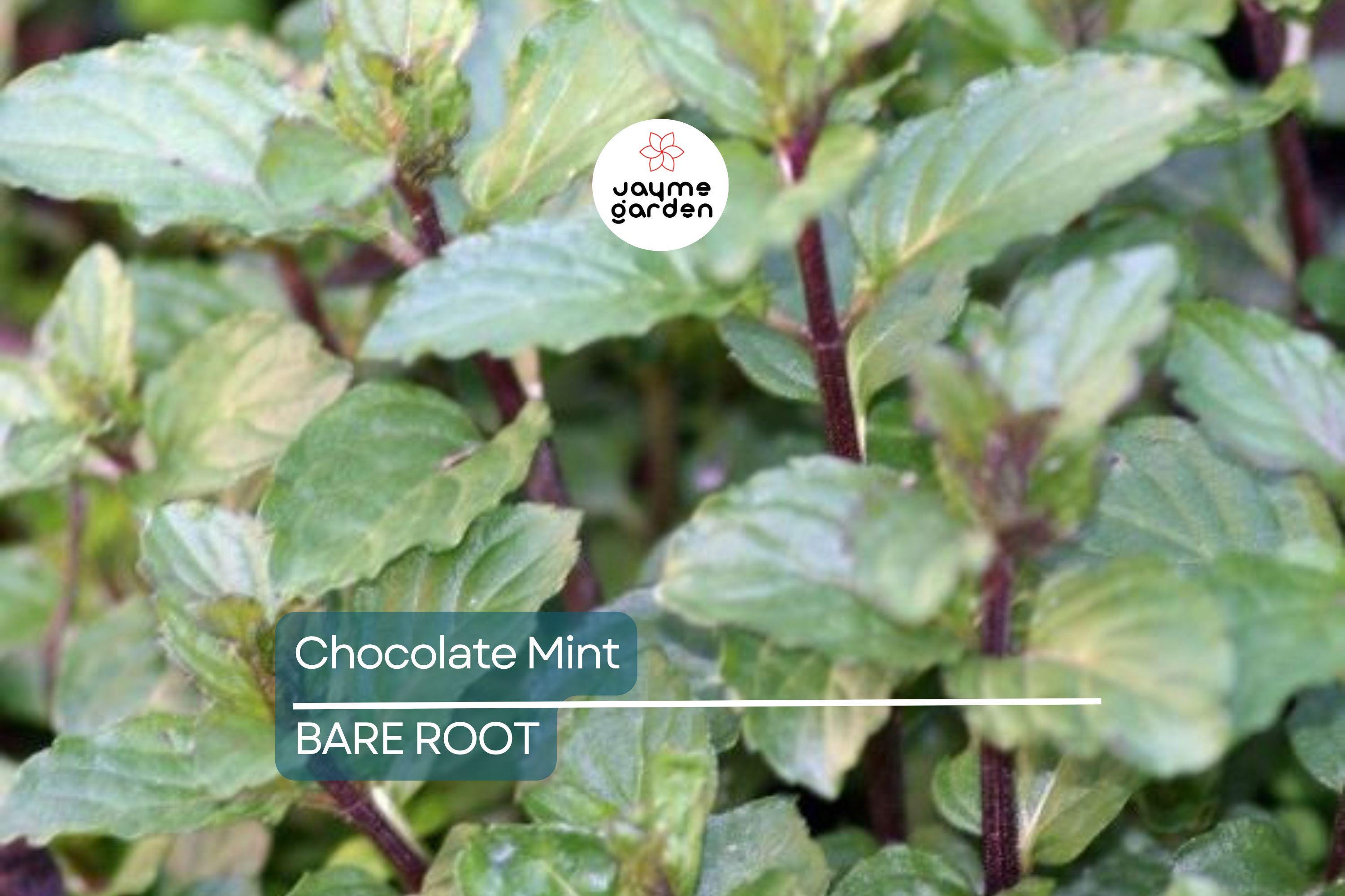 1 Chocolate Mint Live Starter Plant | Organic Homegrown Herb for Tea, Cooking, Oils & Aromatherapy | Fast Growing