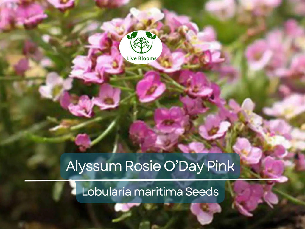 1000 Seeds Alyssum Rosie O’Day Pink Groundcover - Fragrant Non-GMO Flowers, Bee-Friendly, Perfect for Garden Borders & Containers