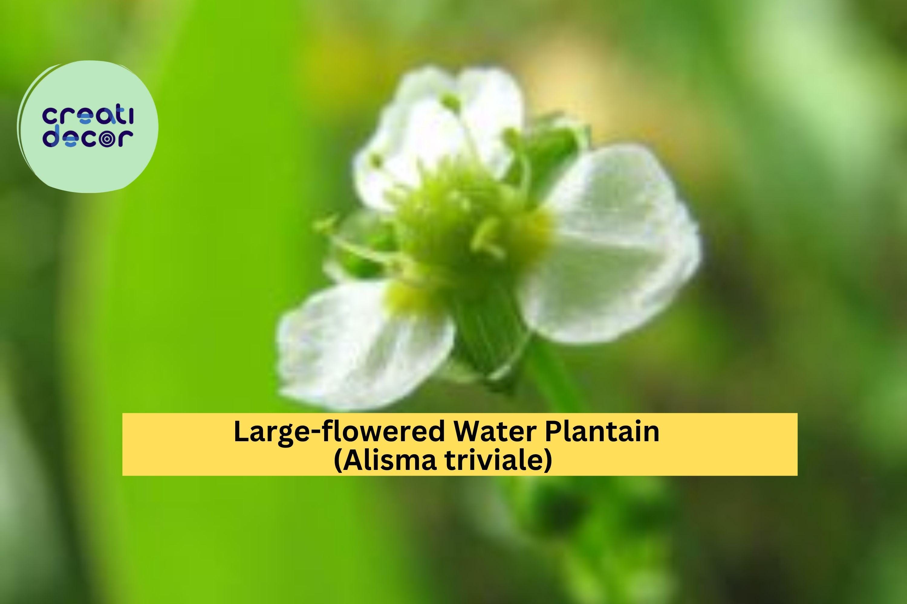 Large-flowered Water Plantain Seeds (Alisma triviale) – 300 Native Aquatic Seeds | Wetland, Pond Edge, Wildlife Habitat | Zones 4–9
