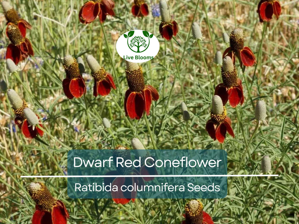 500 Seeds Dwarf Red Coneflower Perennial, Non-GMO, Pollinator-Friendly, Meadow Wildflower, Ratibida columnifera