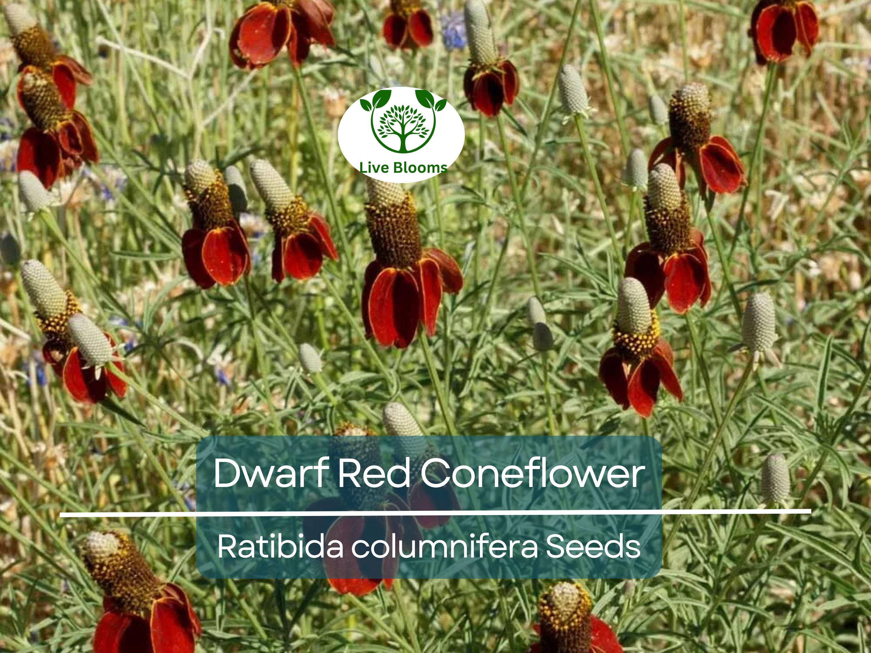 500 Seeds Dwarf Red Coneflower Perennial, Non-GMO, Pollinator-Friendly, Meadow Wildflower, Ratibida columnifera
