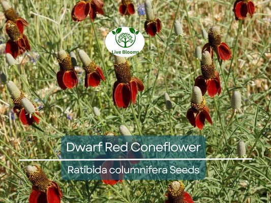 500 Seeds Dwarf Red Coneflower Perennial, Non-GMO, Pollinator-Friendly, Meadow Wildflower, Ratibida columnifera