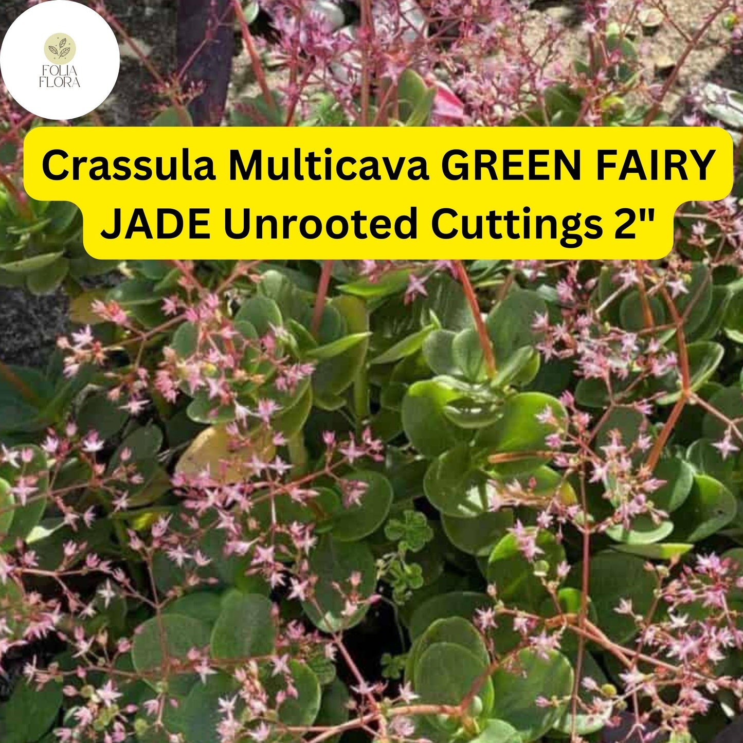 Crassula Multicava ‘Green Fairy Jade’ | 2 Unrooted 2” Cuttings | Fast-Growing, Easy-Care Succulent, Ground Cover, Unique Houseplant
