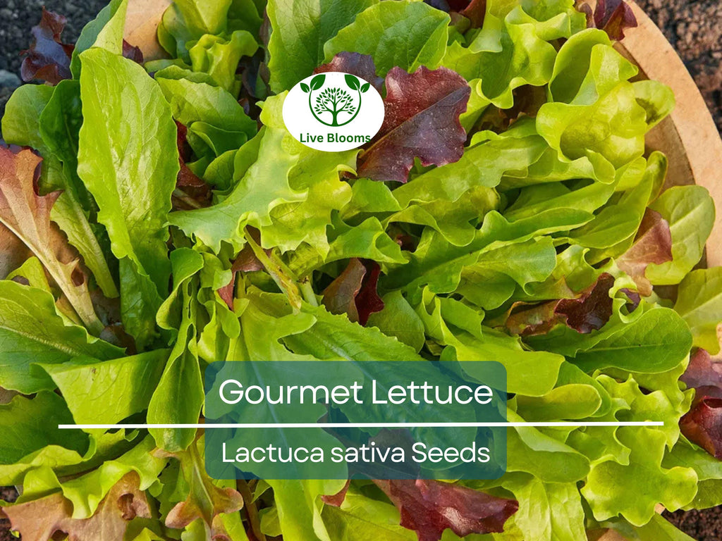1000 Gourmet Lettuce Blend Seeds | Mixed Salad Bowl Lettuce, Crisp & Fresh, Easy to Grow, Ideal for Home Gardens, Variety of Leaf Types