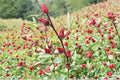 Roselle Asian Sour Leaf – Hibiscus sabdariffa Seeds | 10 Seeds | Edible Plant | Tropical Garden Herb
