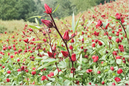 Roselle Asian Sour Leaf – Hibiscus sabdariffa Seeds | 10 Seeds | Edible Plant | Tropical Garden Herb