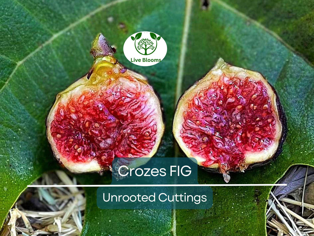 1 Fig Tree “Crozes” Cold Hardy Unrooted Cutting, 6-8 Inches, Perfect for Propagation, Grow Your Own Fig Tree, Cold Tolerant