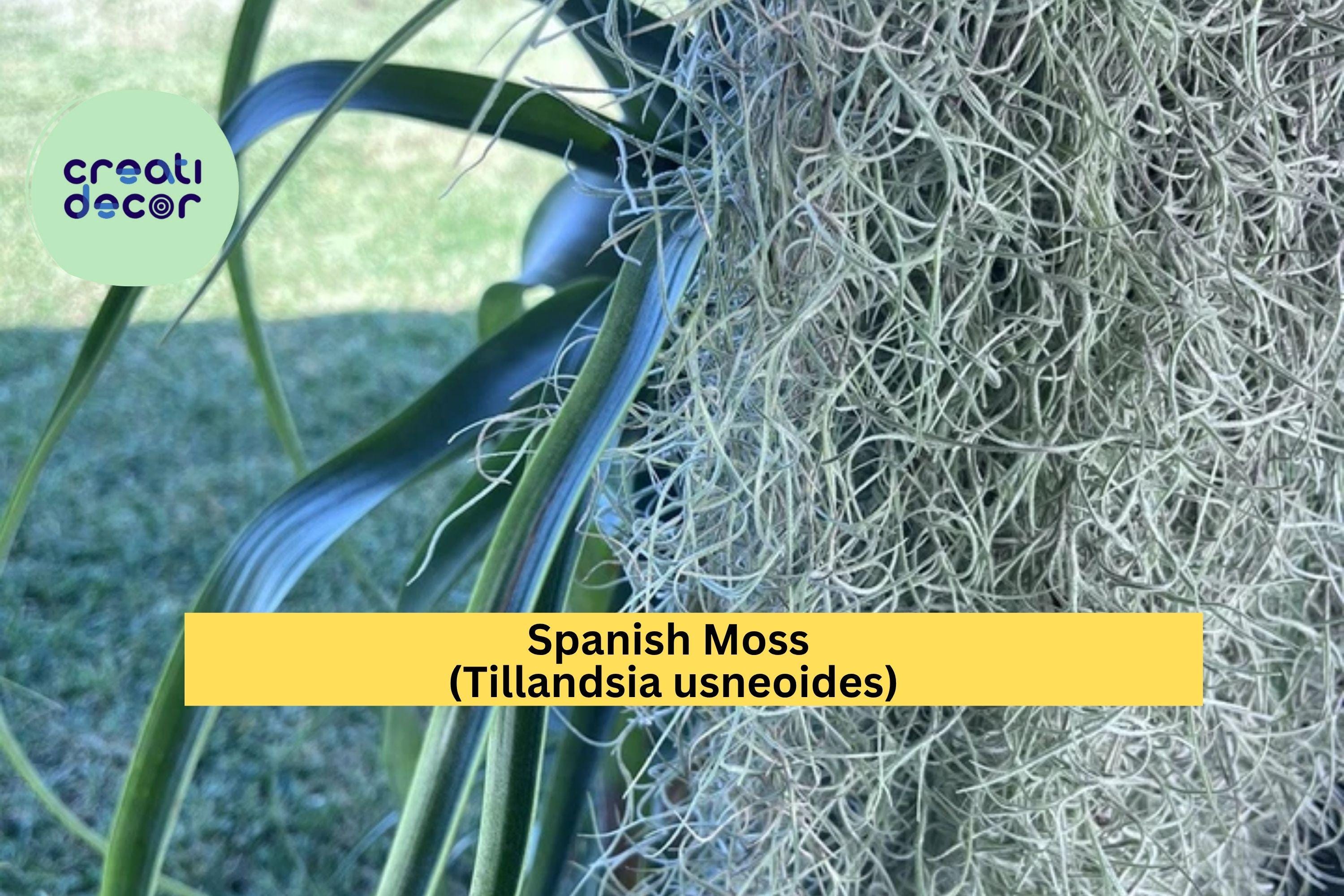 Spanish Moss Air Plant – Freshly Collected Tillandsia usneoides, Natural Gray-Green Hanging Epiphyte, Live Decorative Plant for Terrariums