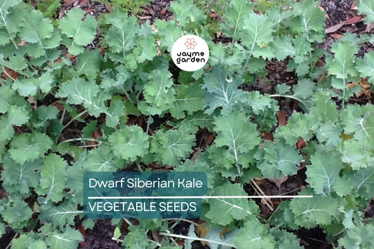 2,000 Dwarf Siberian Kale Seeds – Non-GMO Heirloom, Cool Weather, Great for Containers | Free Shipping