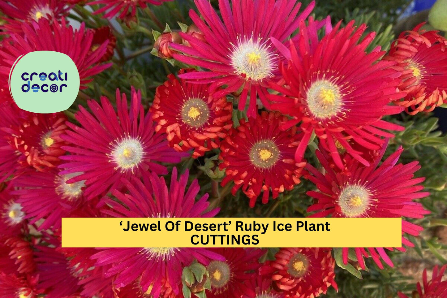 12 Ruby Ice Plant Cuttings | Jewel of Desert Delosperma | Succulent Ground Cover Starter | Drought Tolerant Bright Blooms
