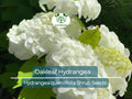 50 Hydrangea Seeds - White Flower Bush, Shrub, Oakleaf Hydrangea (Hydrangea quercifolia), Hardy Plant, Garden Starter, Landscaping Plant