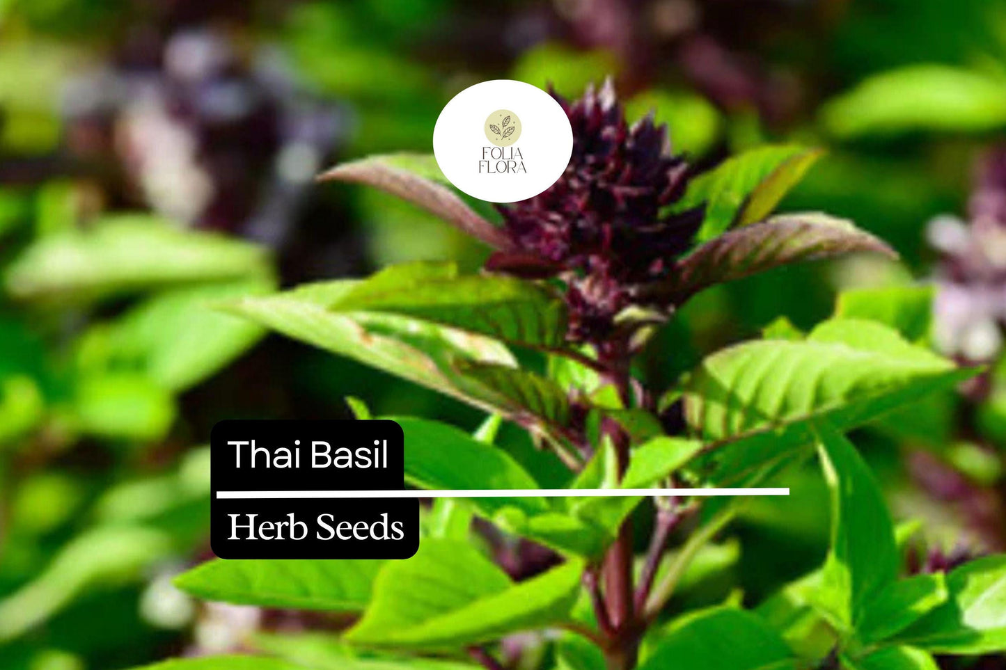 200 Thai Basil Seeds – Ocimum basilicum var. thyrsiflora – Heirloom, Sweet & Spicy, Aromatic, Non-GMO