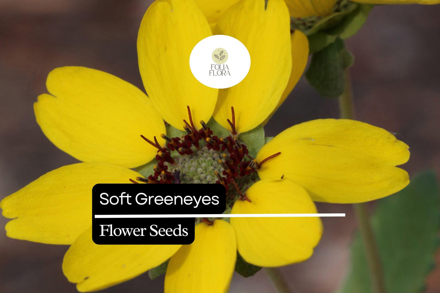 Soft Greeneyes Seeds (Berlandiera betonicifolia) | 15 Seeds | Chocolate Daisy with Fragrant Blooms | Pollinator-Friendly
