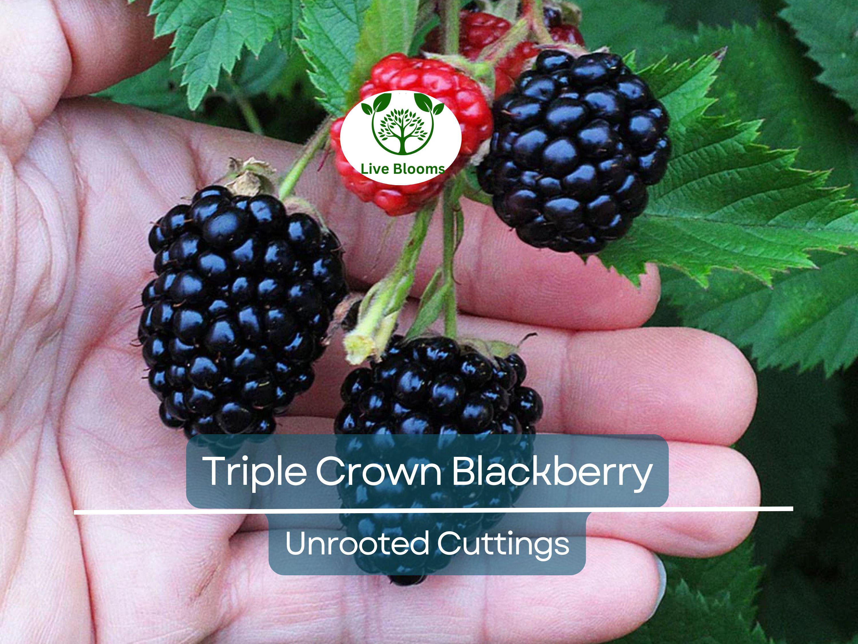 5 TRIPLE CROWN BLACKBERRY Scion Cuttings (Rubus fruticosus) for Rooting or Grafting, 8-10", Heirloom, Sweet Blackberry Bush