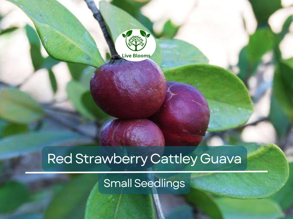 1 Cattley Strawberry Guava Psidium Cattleianum Seedlings 7"-12", Tropical Fruit, Edible Guava, Easy to Grow, Sweet & Delicious Fruit Plant