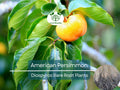 3 American Persimmon Tree - Live Bare Root (12–24in) - Diospyros virginiana, Native Fruit Tree, Cold Hardy, Non-GMO, Edible Landscape