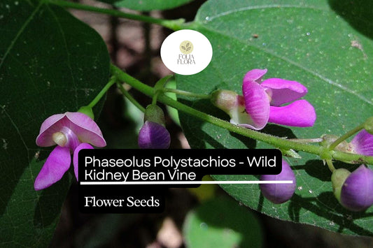 5 Seeds Phaseolus polystachios - Wild Kidney Bean Vine, Native Perennial Climber