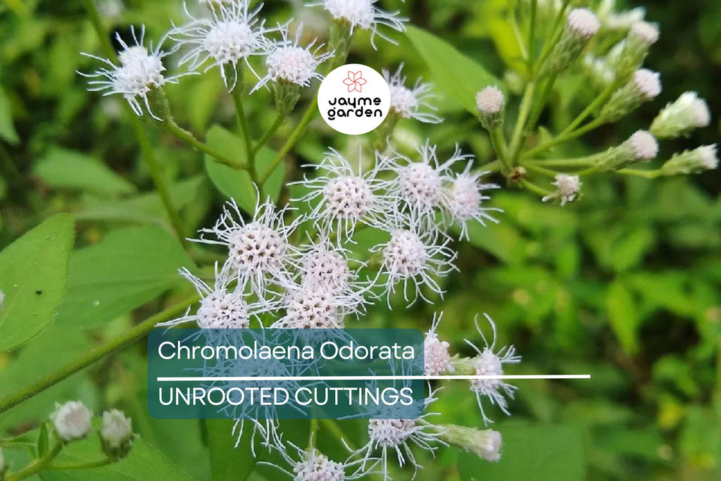 25 Jack The Bush Cuttings - Chromolaena Odorato, No Soil, No Roots, Fast-Growing Shrub