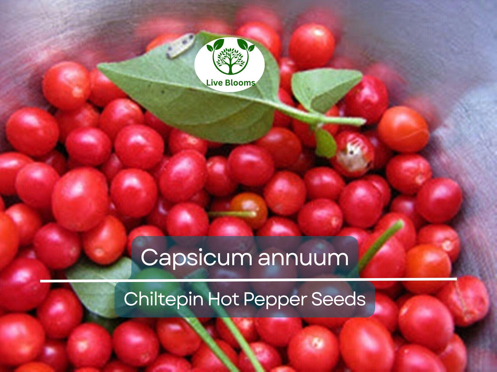 30 Seeds Chiltepin Hot Pepper (Capsicum annuum) – Tiny, Fiery Pepper for Planting, Ideal for Hot Sauces, Salsas & Mexican Dishes