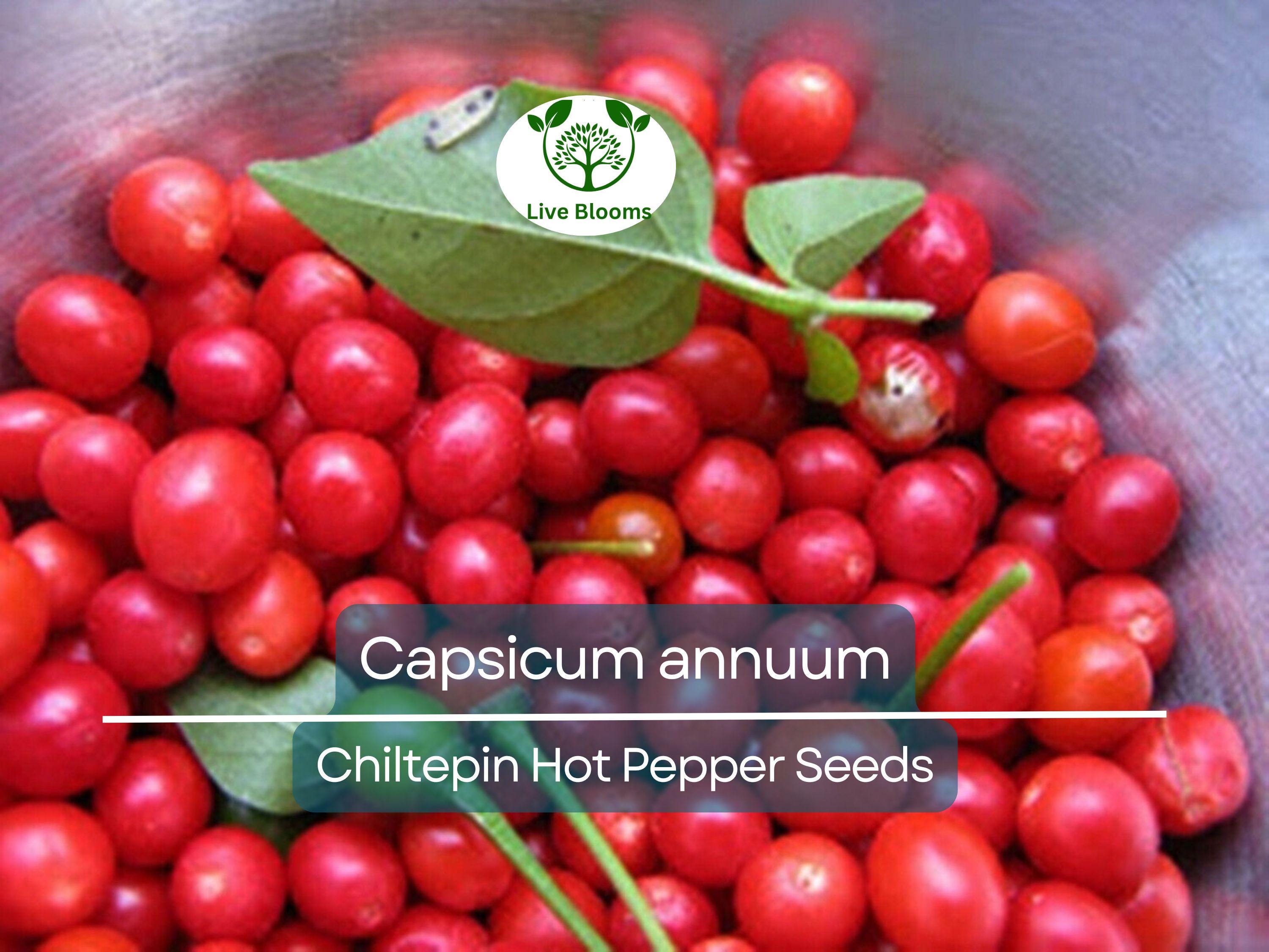 30 Seeds Chiltepin Hot Pepper (Capsicum annuum) – Tiny, Fiery Pepper for Planting, Ideal for Hot Sauces, Salsas & Mexican Dishes