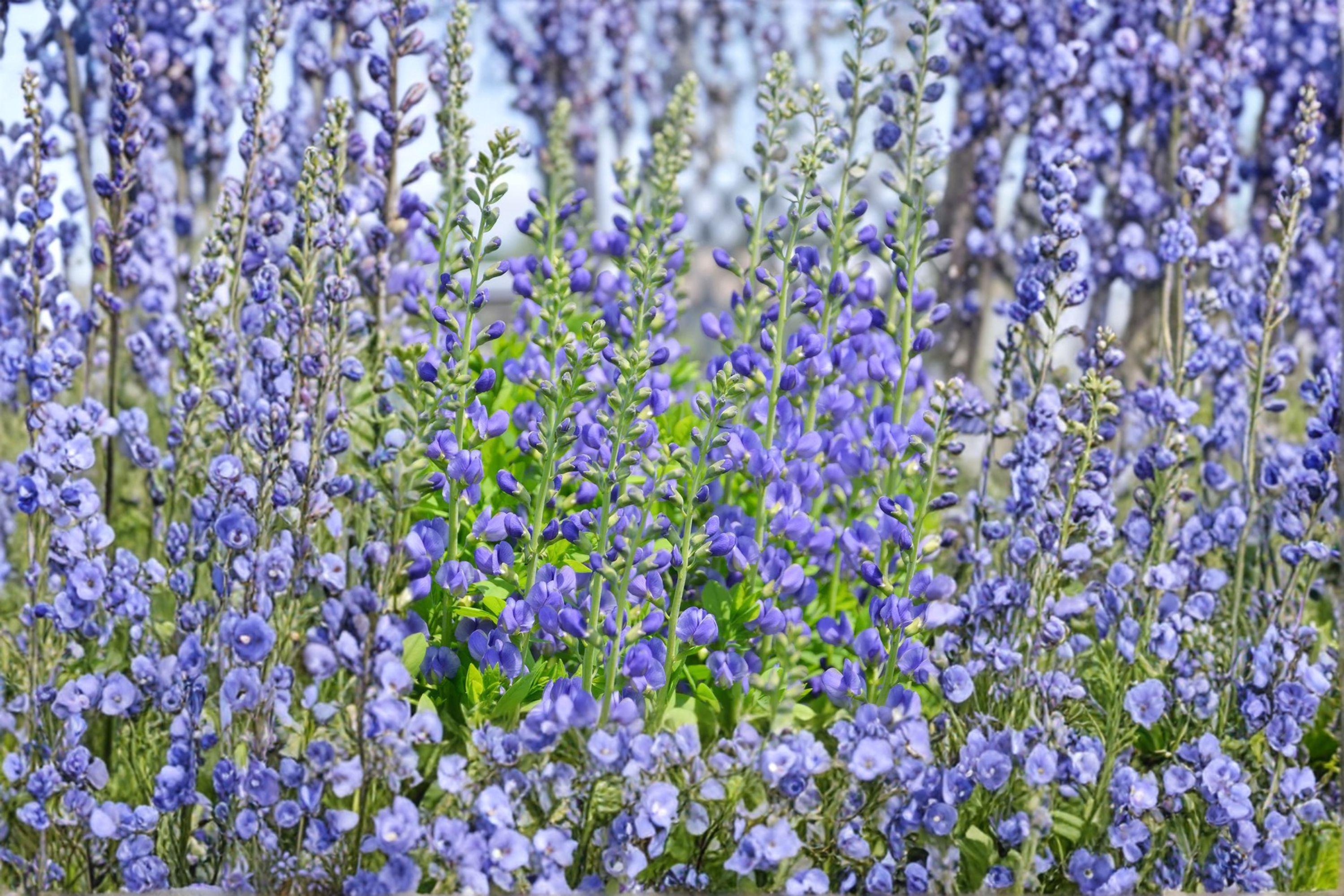 Blue Wild Indigo – Baptisia australis Seeds | 15 Seeds | Native Perennial Wildflower | Flowering Plant