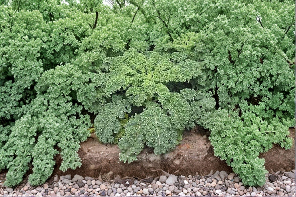 Kale – Dwarf Siberian Improved 250 Seeds | Cold-Hardy Kale | Tender Flat Leaves | Excellent for Fall & Winter