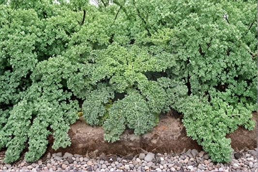 Kale – Dwarf Siberian Improved 250 Seeds | Cold-Hardy Kale | Tender Flat Leaves | Excellent for Fall & Winter