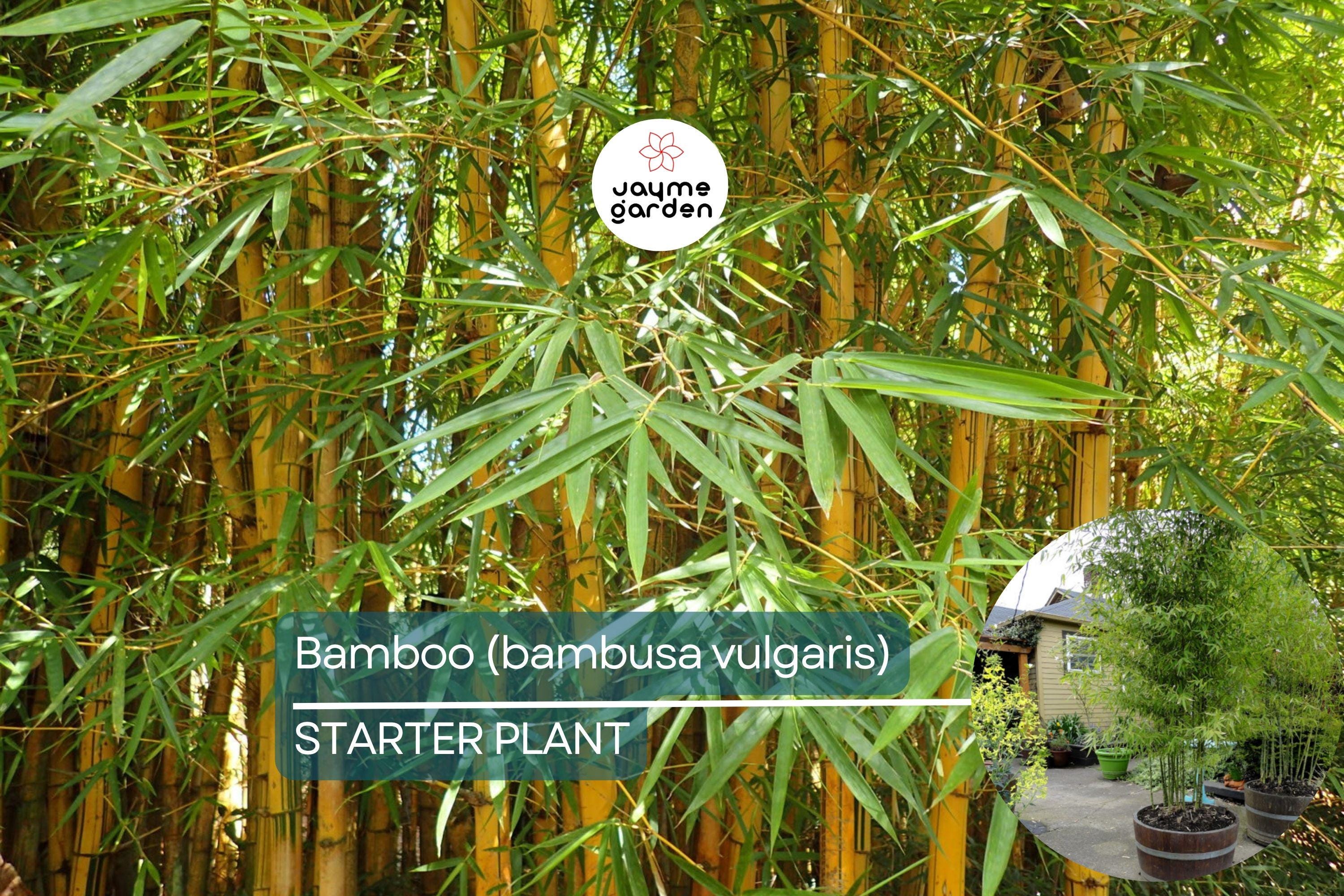 1 Bamboo Plant 12″-24″ - Live Bambusa vulgaris | Vibrant Tree for Gardens, Privacy Screens, and Sustainable Landscapes