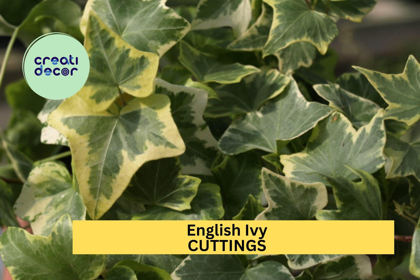 15 English Ivy Cuttings | Hedera Helix Cold Hardy Vine | South Carolina Grown | Unrooted Starter for Ground Cover or Garden Trellis