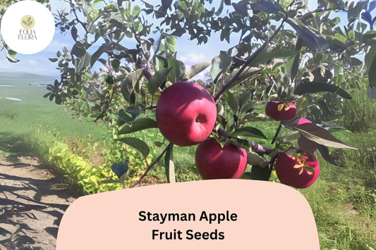 25+ Stayman Apple Seeds | Malus domestica | Heirloom Tart-Sweet Apple Variety | Fruit Tree Seeds for Orchard & Garden