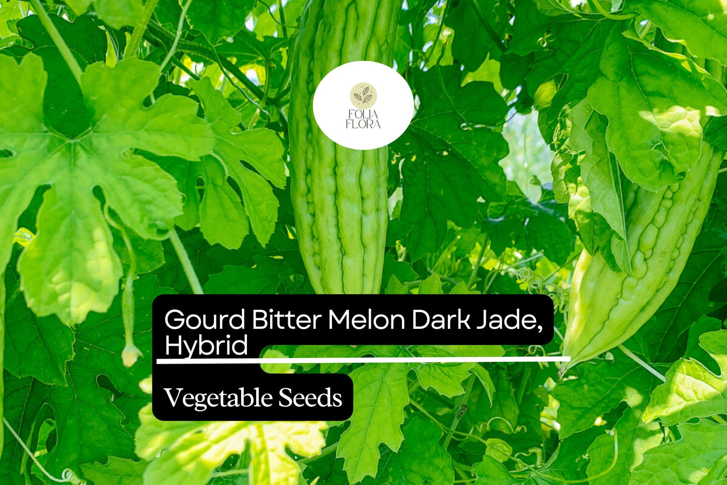 5 Seeds Bitter Melon Dark Jade Hybrid Momordica charantia | Bitter Gourd, High Yield, Heirloom, Non-GMO, Asian Cuisine, Easy to Grow