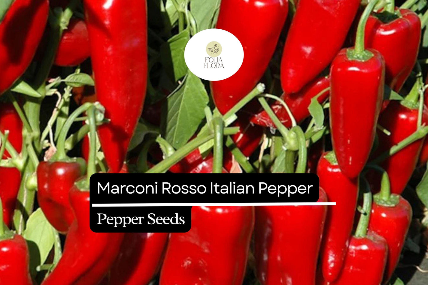 25 Marconi Rosso Italian Pepper Seeds – Capsicum annuum – Heirloom, Sweet & Flavorful, High-Yielding, Non-GMO
