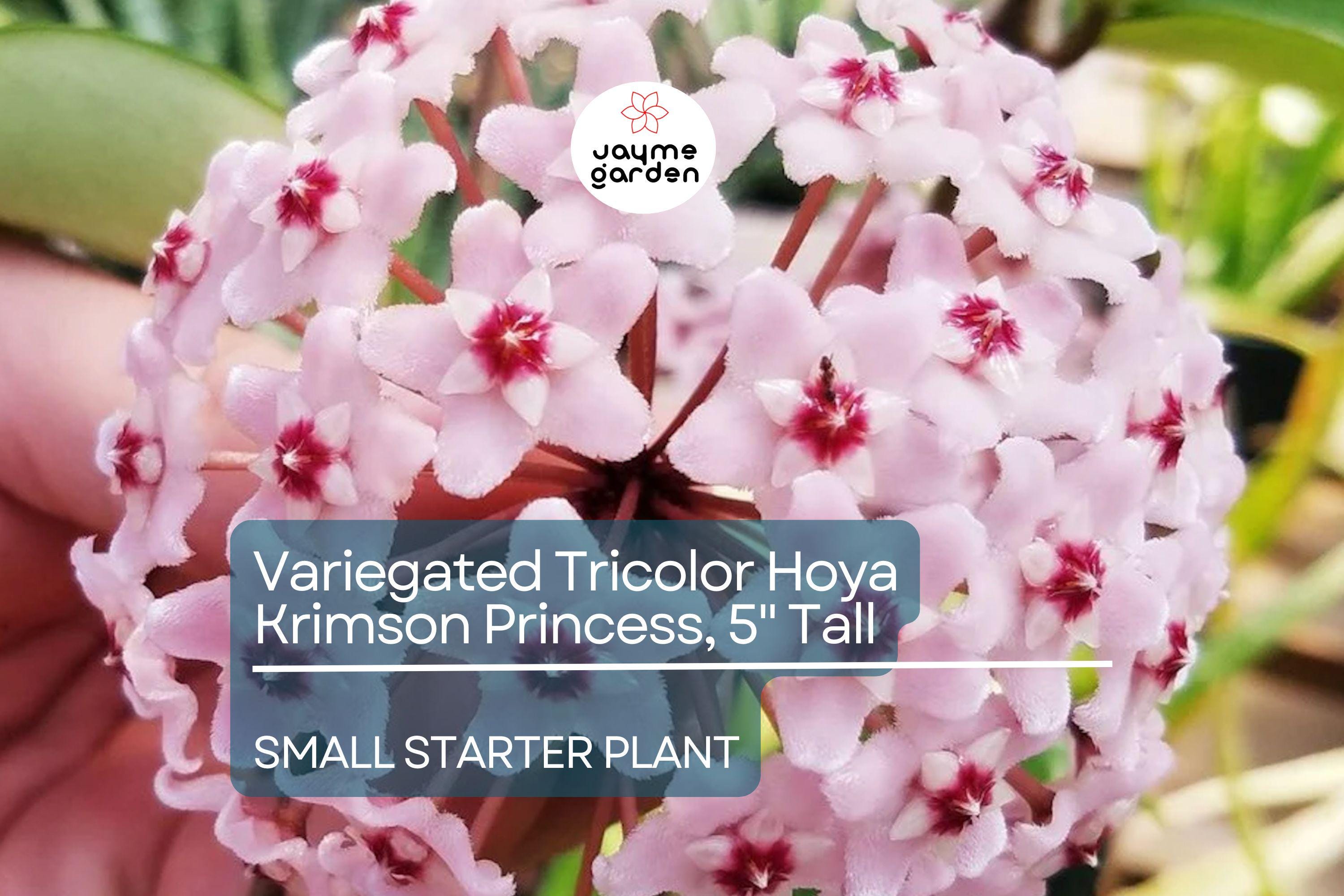 Hoya Carnosa Starter Plant - Variegated Tricolor Hoya Krimson Princess, 5" Tall - Unique Tropical Houseplant with Colorful Foliage