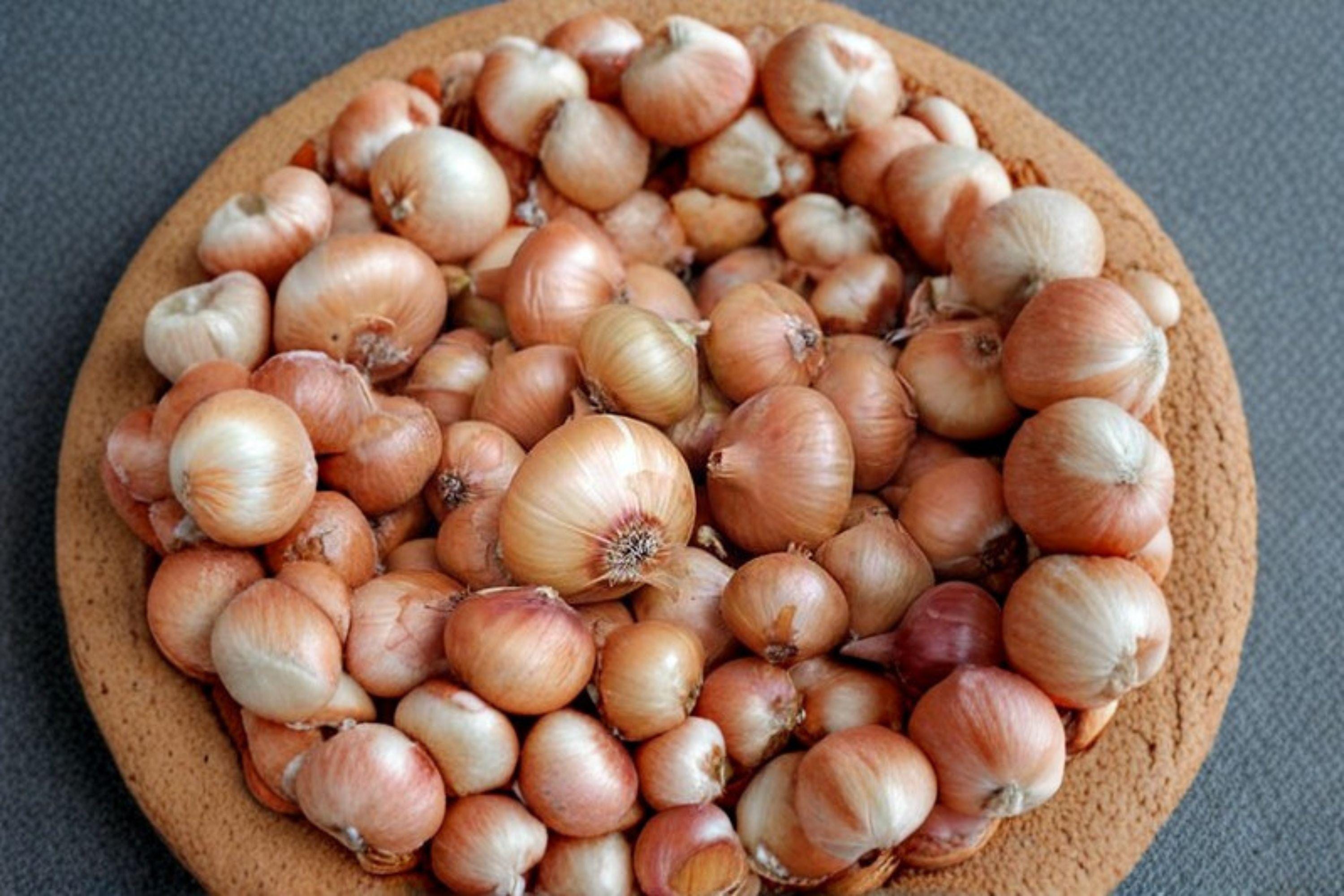 Onion – Burrell’s Yellow Valencia 50 Seeds | Classic Yellow Storage Onion | Firm Bulbs | Excellent Keeper