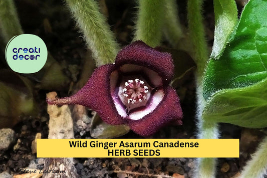 1pcs of 100mg Wild Ginger Seeds – Asarum canadense for Shade Gardens, Native Ground Cover, or Woodland Landscaping Seeds for Planting