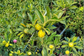 Centennial Variegated Kumquat 1 Live Plant 8-12" (Citrus japonica) Variegated Citrus Tree