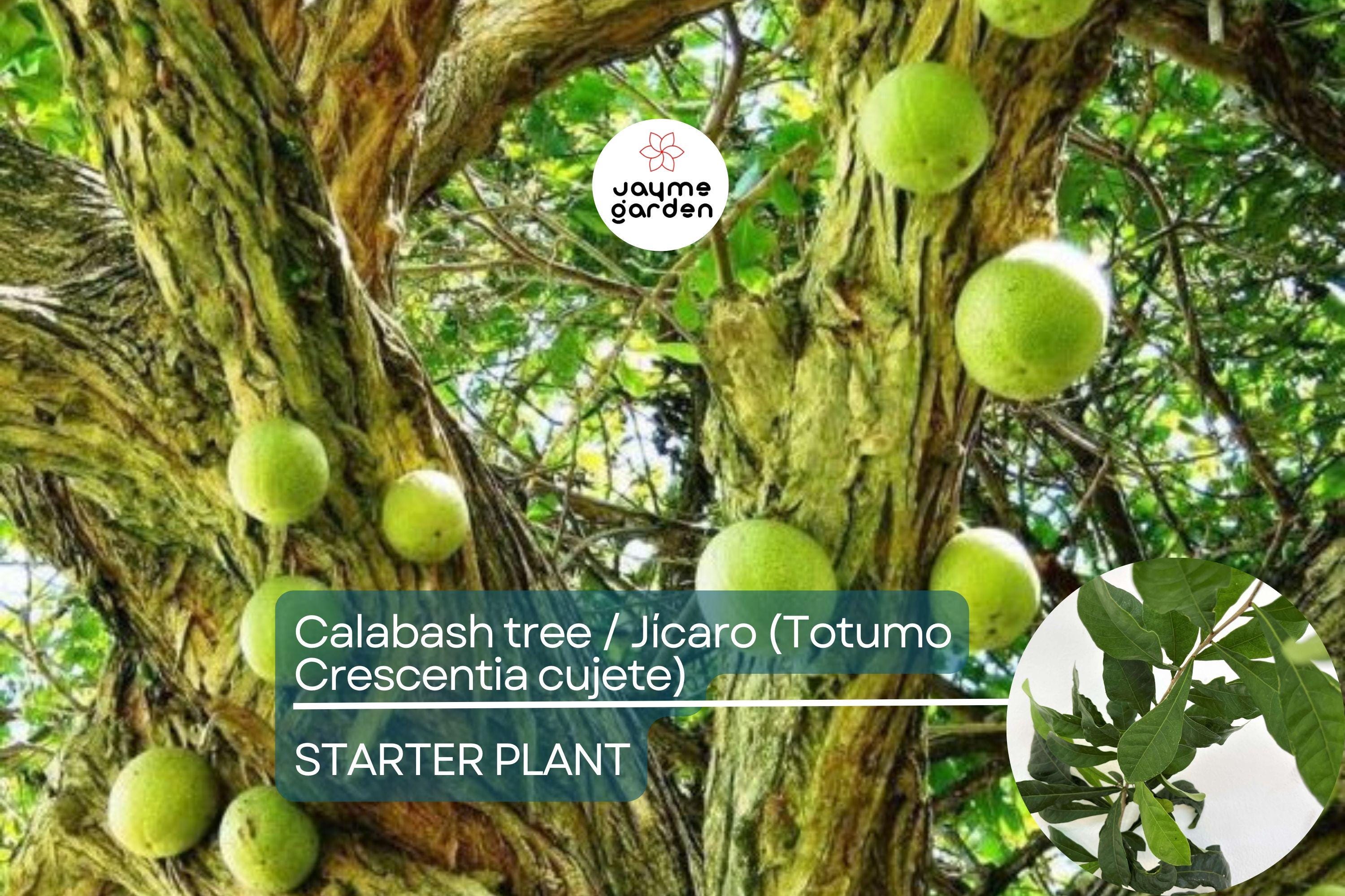 Totumo Crescentia Cujete (Calabash Tree) Tropical Live Tree 8”-12” – Grow Your Own Gourd Tree for Art, Crafts & Shade!