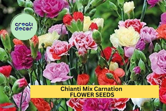 200+ Chianti Mix Carnation Seeds – Deep Red & Rose Ruffled Blooms for Garden Planting, Fragrant Cut Flowers – USA