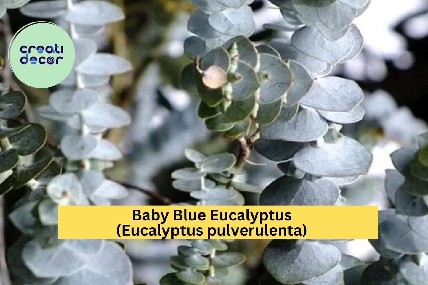 Baby Blue Eucalyptus – Eucalyptus pulverulenta – 10–12" Live Hardy Plant, Silver-Blue Foliage for Garden, Patio, or Floral Use