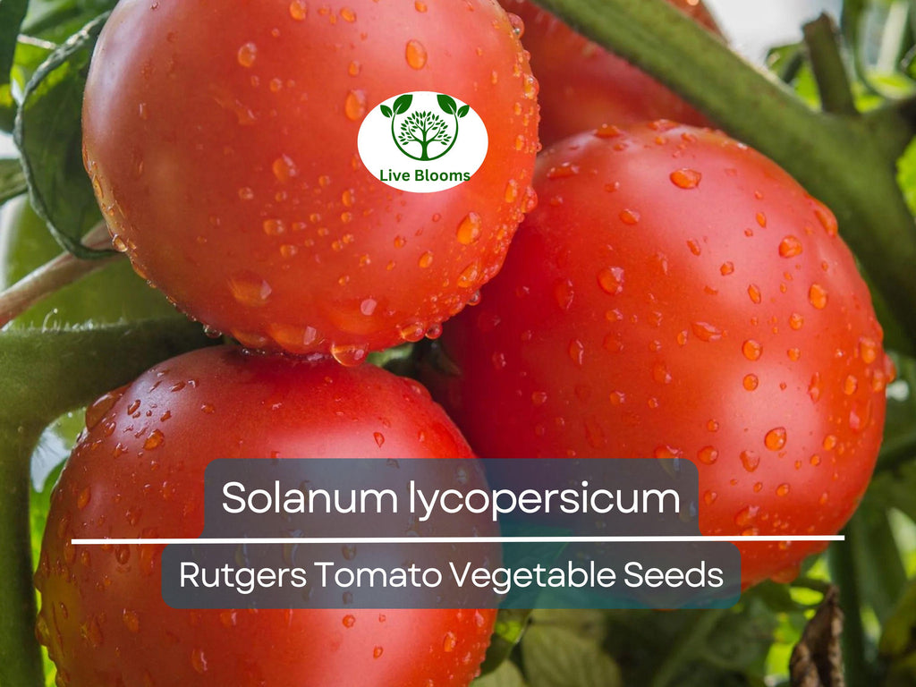 100 mg Seeds Tomato Rutgers – Solanum lycopersicum | Heirloom Tomato for Planting, Home Gardening & Juicy, Flavorful Harvests