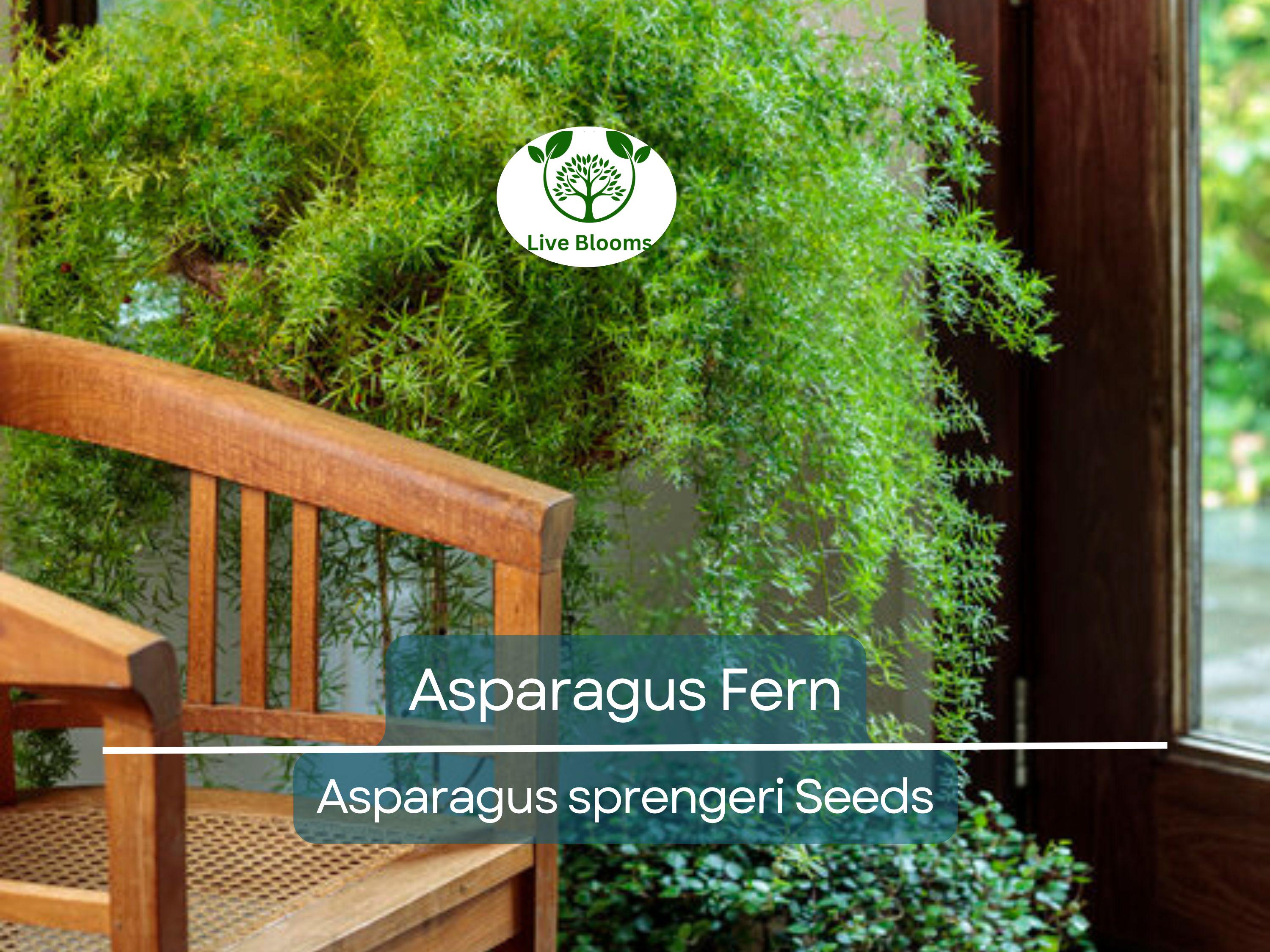 20 Asparagus Fern Sprengeri Seeds – Indoor Plant, Hanging Basket, Low Maintenance, Elegant Greenery, Fern for Pots, Easy Care Houseplant