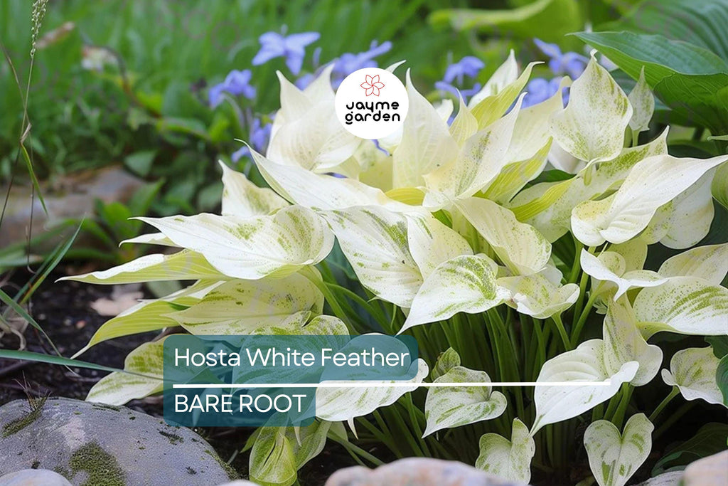Rare White Feather Hosta | Live Bare Root Perennial | Shade-Loving Plant | Unique White Foliage | Cold Hardy | USDA Zones 3-9