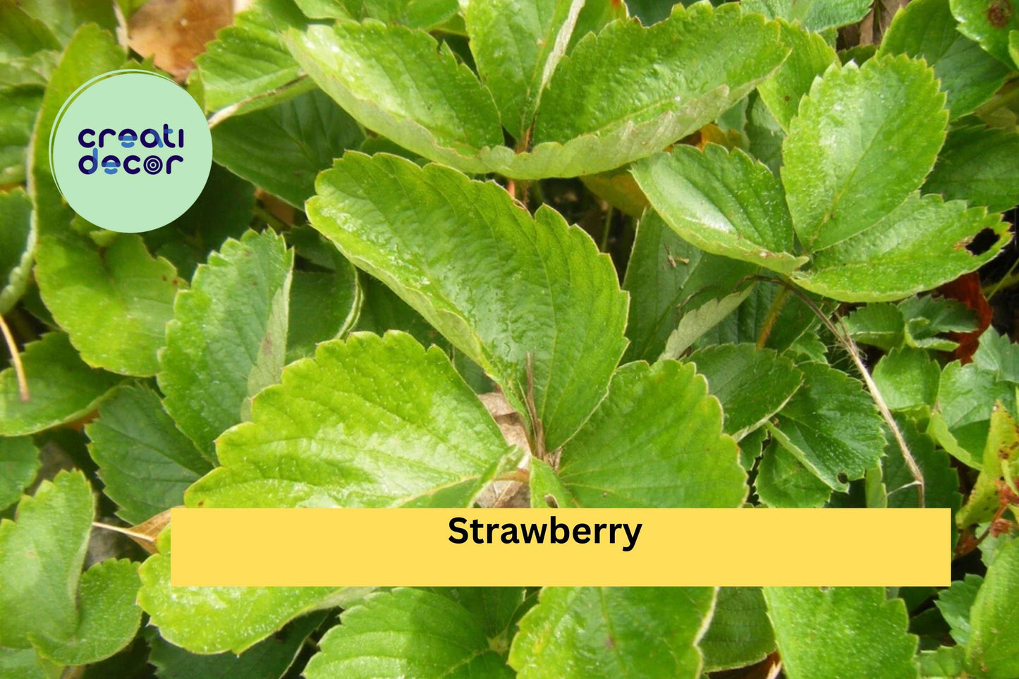 5 Strawberry Plants | Live Bare Root Garden Starter Plants | Perennial Fruit Plants for Home Growing