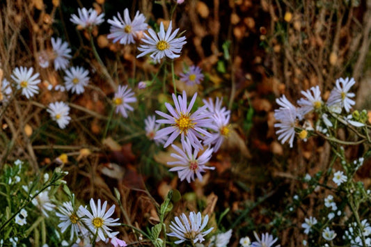 Symphyotrichum turbinellum – Prairie Aster | 100 Seeds | Native Purple Aster Wildflower | Pollinator Garden Plant