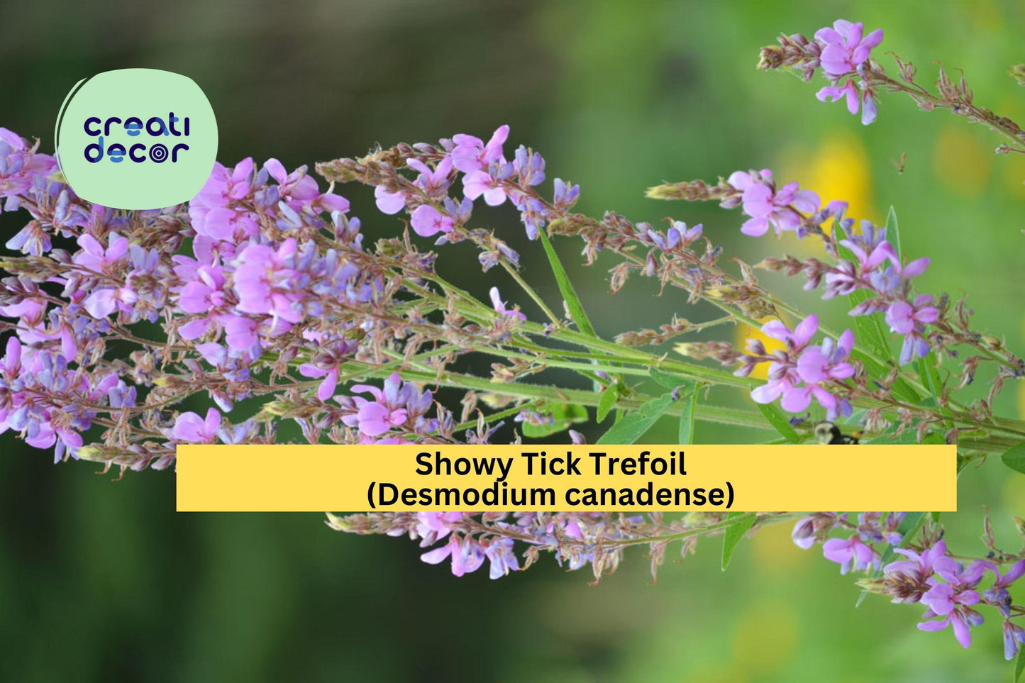 Showy Tick Trefoil Seeds (Desmodium canadense) – 25 Native Legume Seeds | Pollinator Friendly | Purple Blooms | Nitrogen Fixer